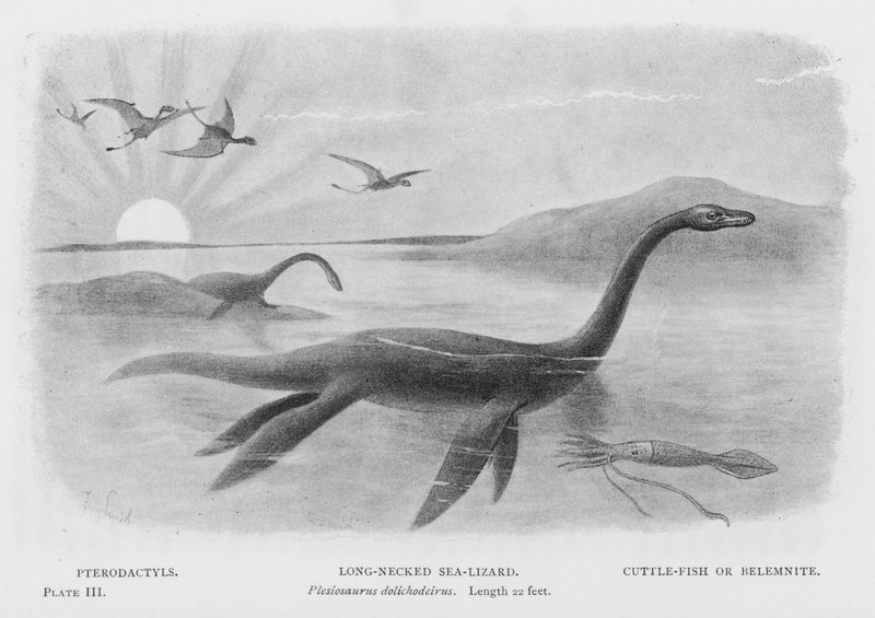 Pterodactyls, långhalsad havsödla, Plesiosaurus dolichhodeirus, längd 22 fot, bläckfisk eller belemnit (litho) av European School