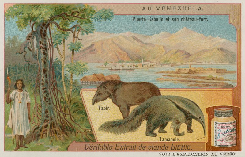 Puerto Cabello och dess fort med en Tapir och en myrslok av European School
