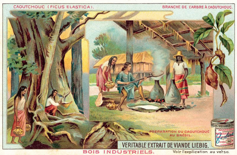 Gummiträd (chromolitho) av European School