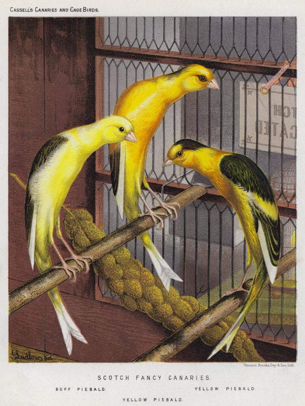 Skotska kanariefåglar, Buff Piebald, Yellow Piebald (färglitografi) av European School