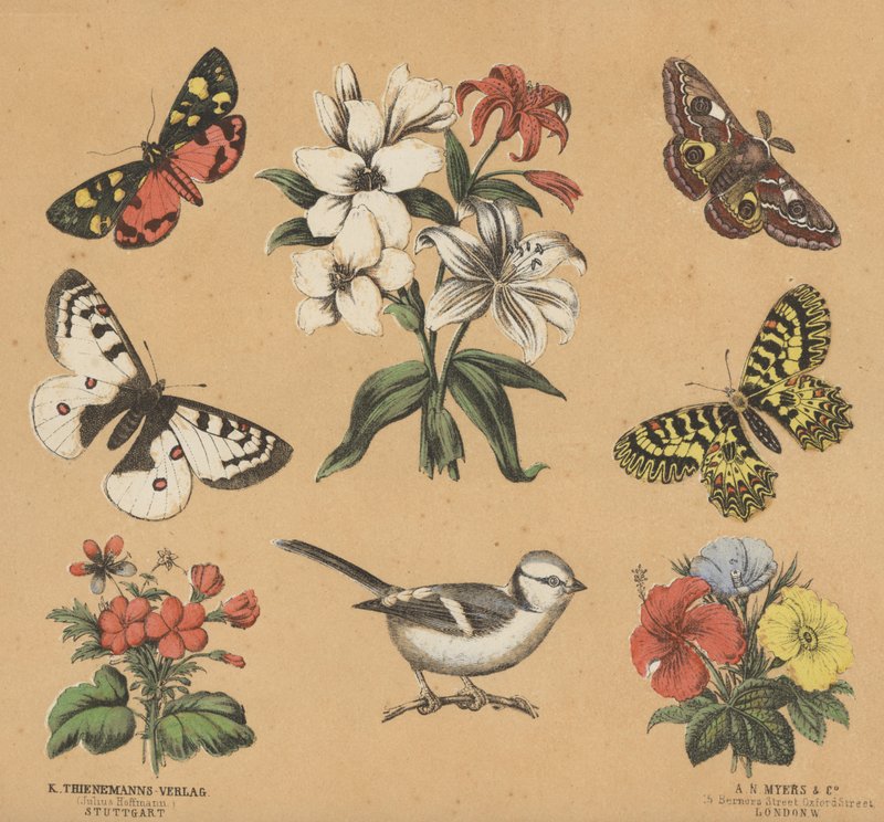 Scraps för ungdomar (färg litho) av European School