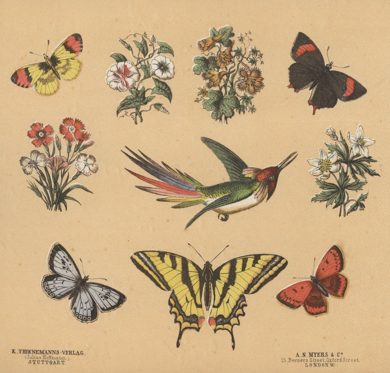 Scraps för ungdomar (färg litho) av European School