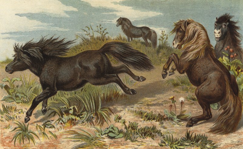 Shetlandsponny av European School