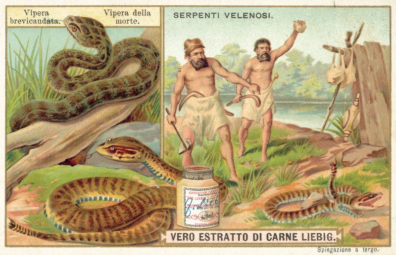 Kortstjärtad huggorm och vanlig dödhuggorm (chromolitho) av European School