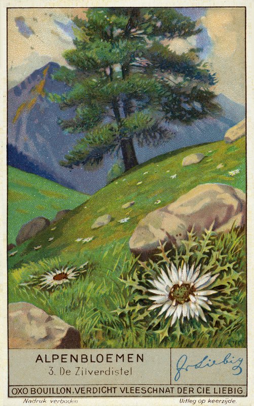 Silvertistel (chromolitho) av European School