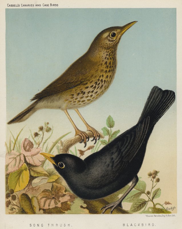 Sångtrast, koltrast (färg litho) av European School