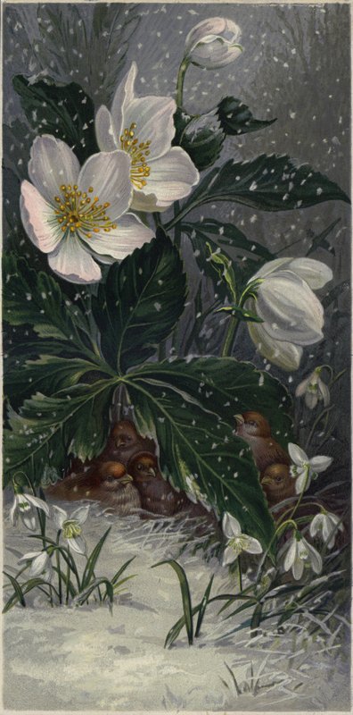 Sparvar som skyddar sig från snön under en blommande växt (färglitografi) av European School