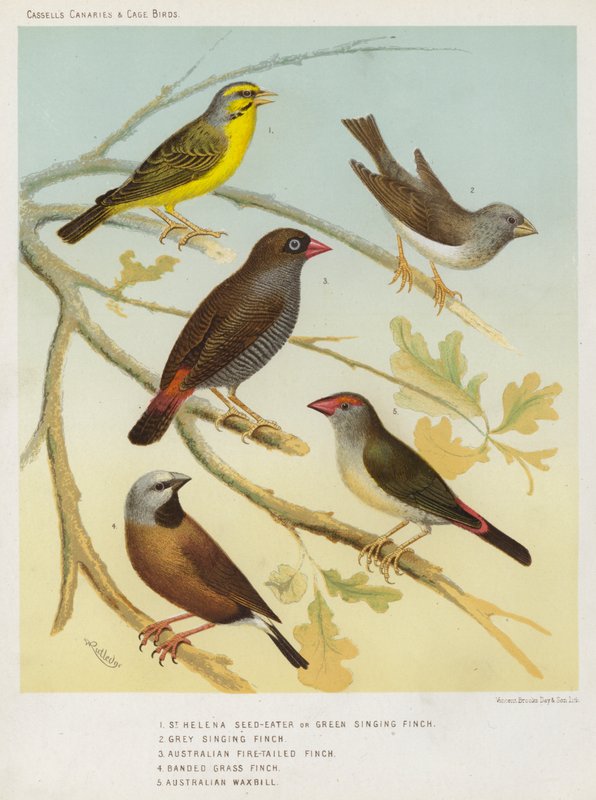 St Helena Seed-Eater eller grön sångfink, grå sångfink, australisk eldstjärtfink, bandad gräsfink, australisk vaxnäbb (färglitografi) av European School