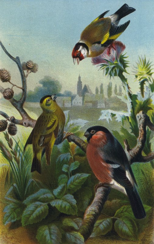 Guldfink, siskin och domherre av European School