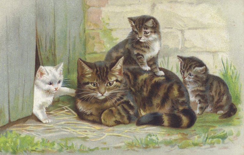 Tabbykatt med tre kattungar (chromolitho) av European School