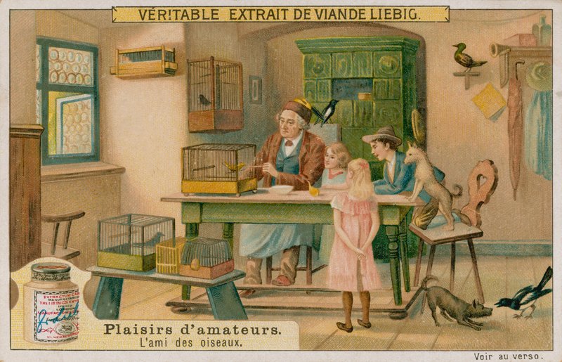 Amatörfågelälskaren av European School