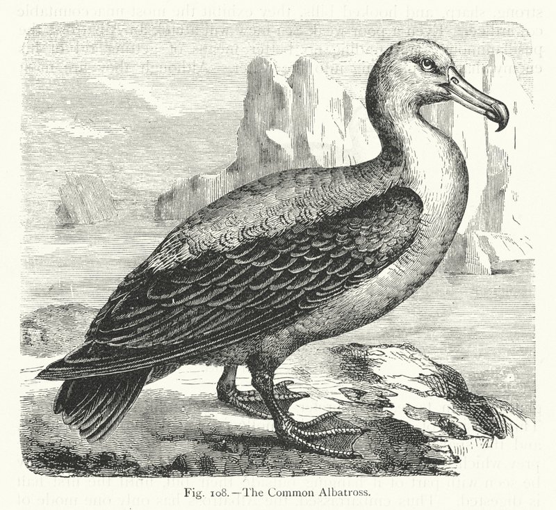 Den vanliga albatrossen (gravyr) av European School