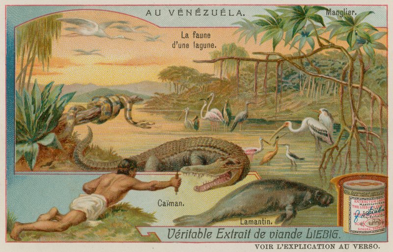 The Creatures of the Lagoon med en alligator och en manatee och ett mangroveträd av European School