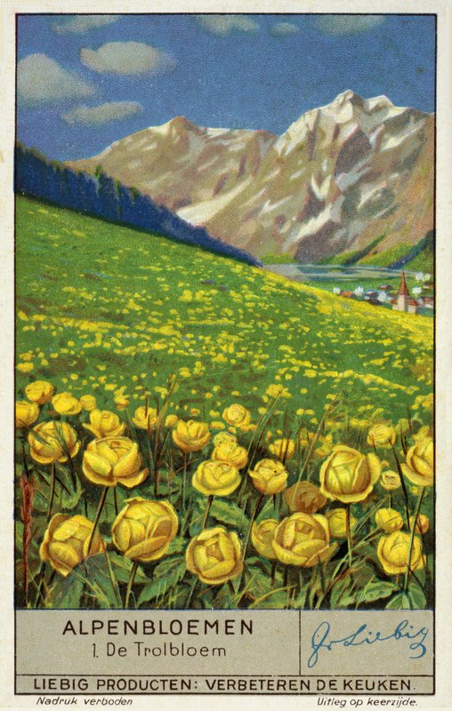 Trollius (jordglobsblomma) (chromolitho) av European School