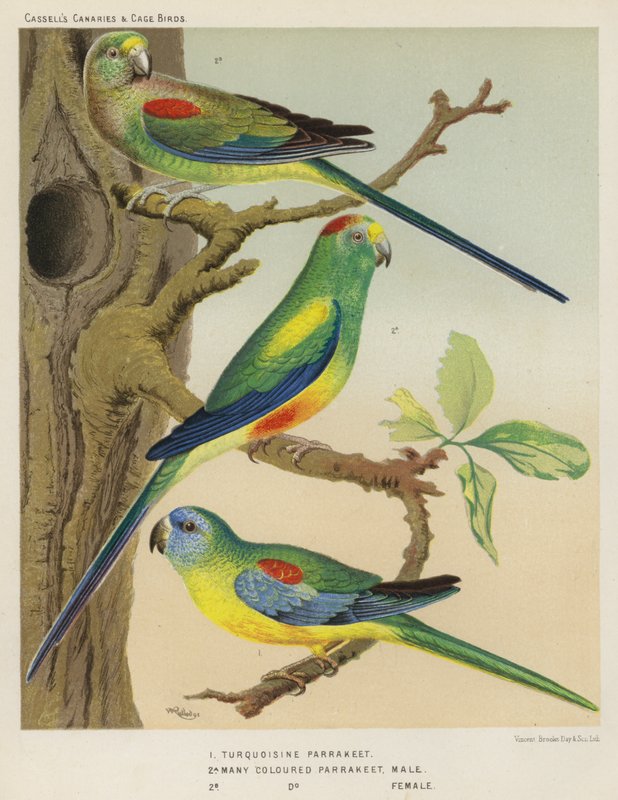 Turkos parakit, många färgade parakiter, hane, hona (färg litho) av European School
