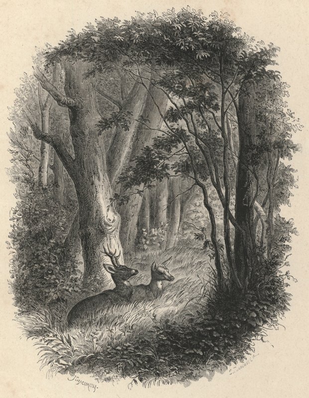 Ett hörn av skogen Fontainebleau (gravyr) av European School