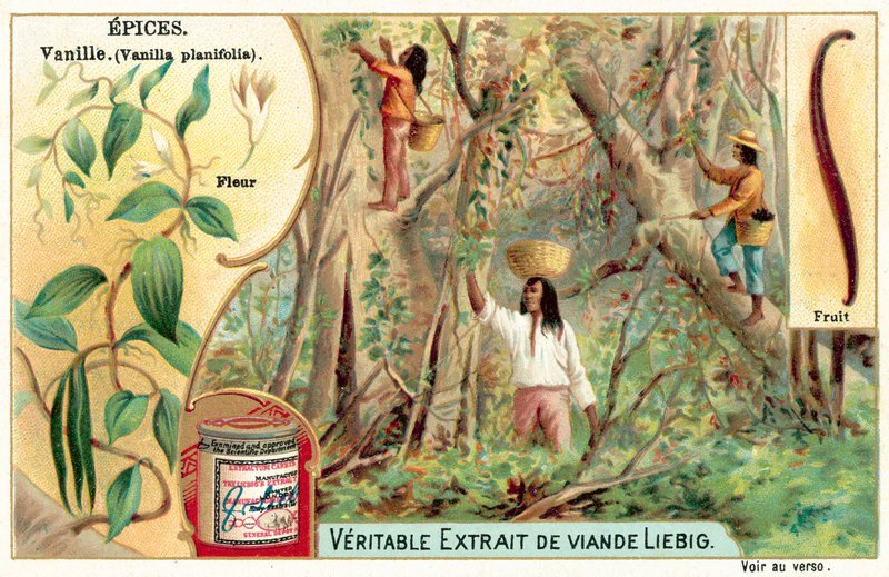 Vanilj (chromolitho) av European School