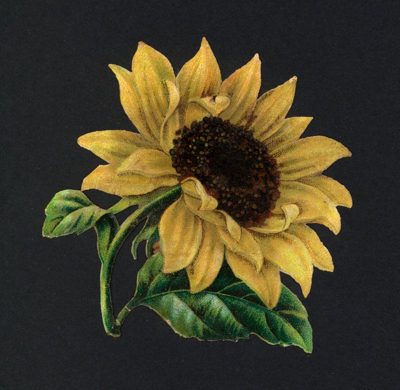 Viktorianska rester: Solros (chromolitho) av European School
