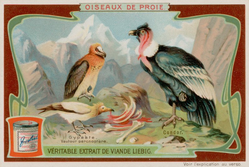 Vulture och Condor av European School