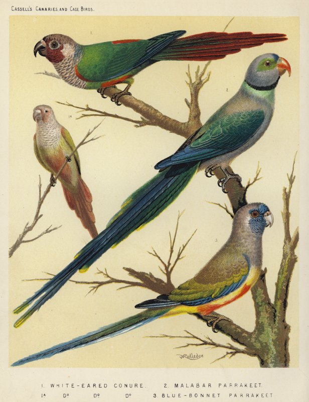 White-Eared Conure, Malabar Parakit, Blue-Bonnet Parakit av European School