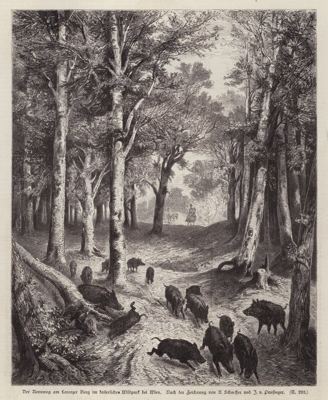 Vildsvin på Lorenzer Berg i Imperial Park i Wien, Österrike (gravyr) av European School
