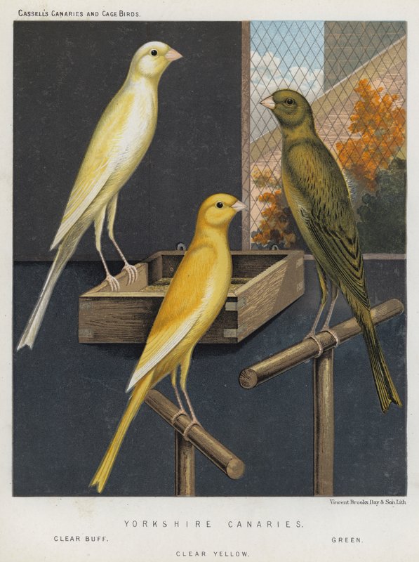 Yorkshire Canary, Clear Buff, Green, Clear Yellow av European School