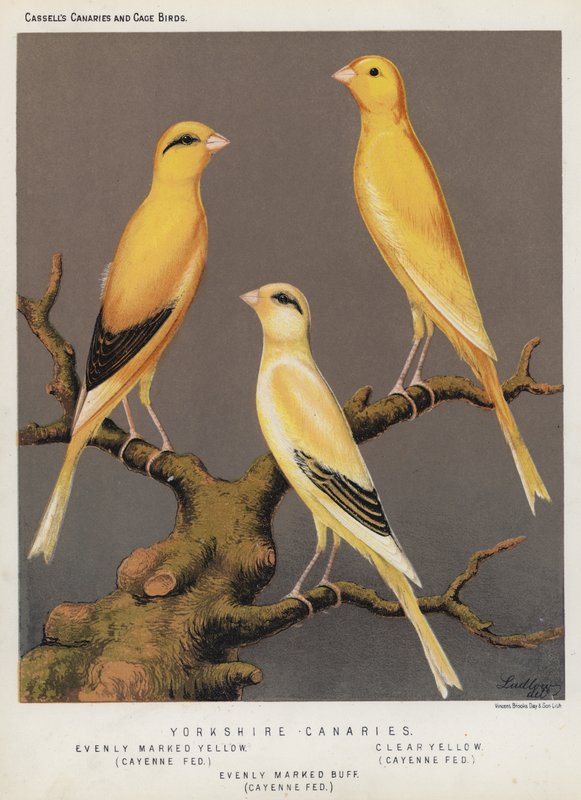 Yorkshire Canary, Jämnt markerad gul, Cayenne Fed, Klargul, Cayenne Fed, Jämnt markerad Buff, Cayenne Fed (färg litho) av European School