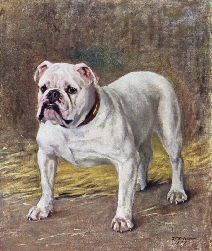 Den berömda bulldoggen Ch Silent Duchess av Frances C. Fairman