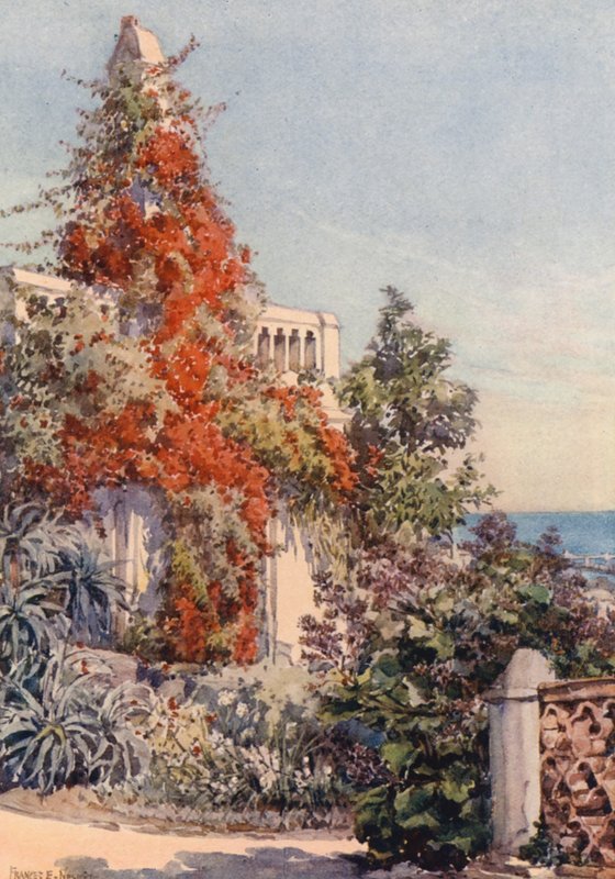 Bougainvillaea, Alger (färglitografi) av Frances Nesbitt