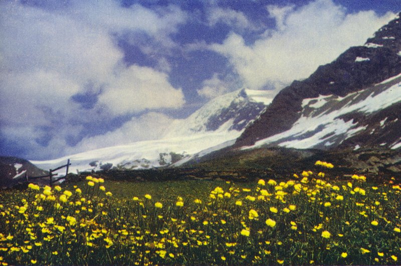 Trollius på Simplonpasset (foto) av Francis Sydney Smythe