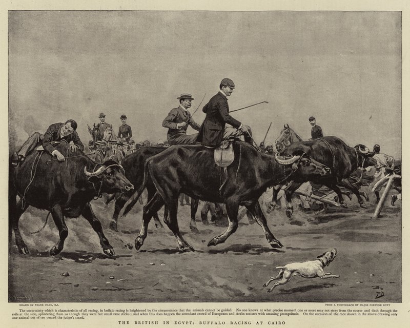 Britterna i Egypten, Buffalo Racing i Kairo av Frank Dadd