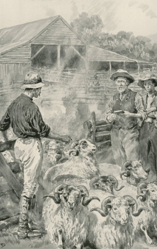 En fårstation på Canterbury Plains av Frank Dadd