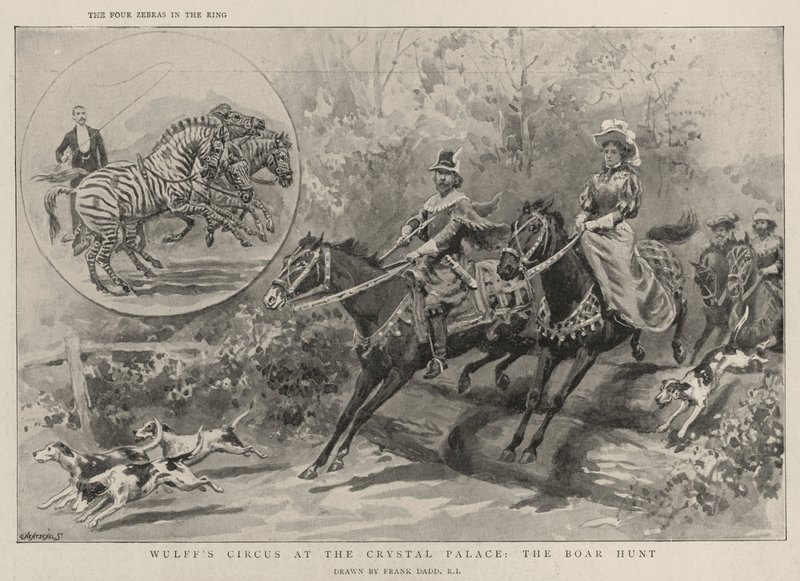 Wulffs cirkus på Crystal Palace, vildsvinsjakten av Frank Dadd