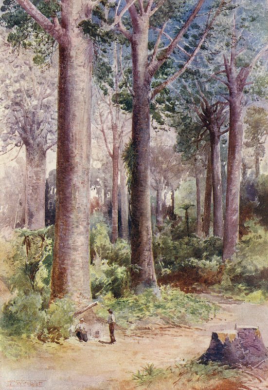 Nya Zeeland: Bland Kauri (färglitografi) av Frank H Wright