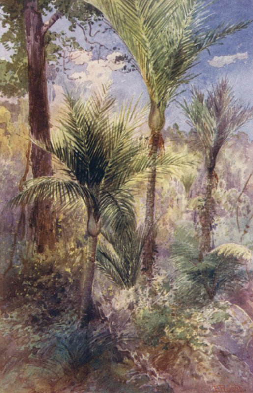 Nya Zeeland: Nikau Palms (färglitografi) av Frank H Wright