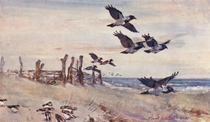 Viltliv i East Anglia: Autumn Immigrants, Hooded Crows and Snow Buntings (färglitografi) av Frank Southgate