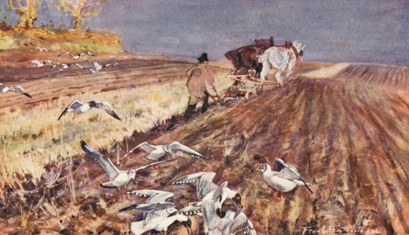 Wild Life in East Anglia: Svarthuvade måsar följer plogen (färglitografi) av Frank Southgate