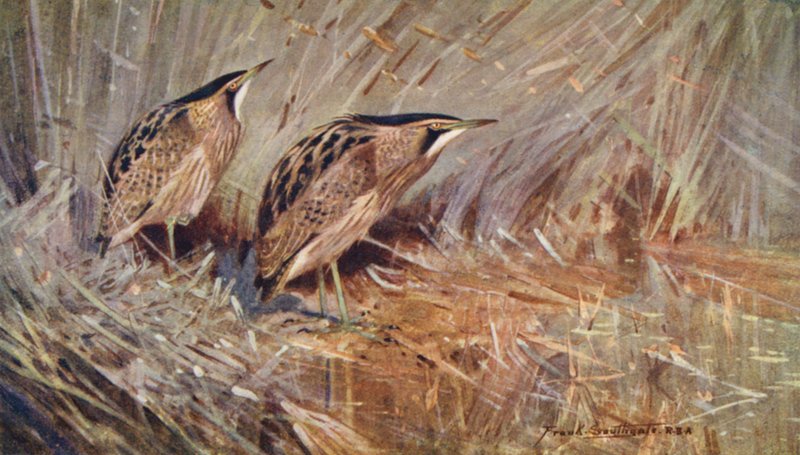 Viltliv i East Anglia: Common Bitterns (färglitografi) av Frank Southgate