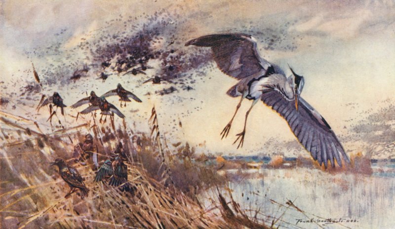 Wild Life in East Anglia: I den gamla fäboden, häger och starar (färglitografi) av Frank Southgate