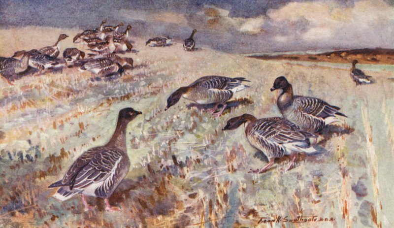 Viltliv i East Anglia: Pink-Footed Geese (färglitografi) av Frank Southgate