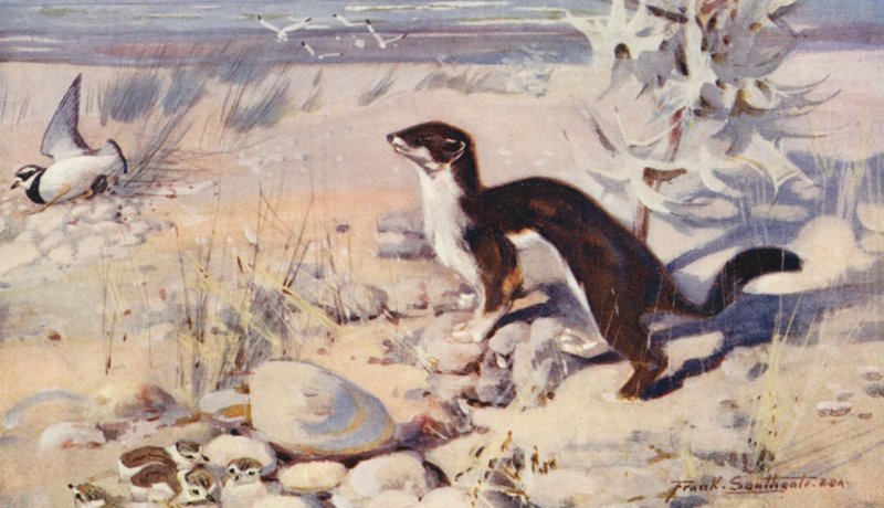 Wild Life in East Anglia: Ringpiparens ruse (färglitografi) av Frank Southgate