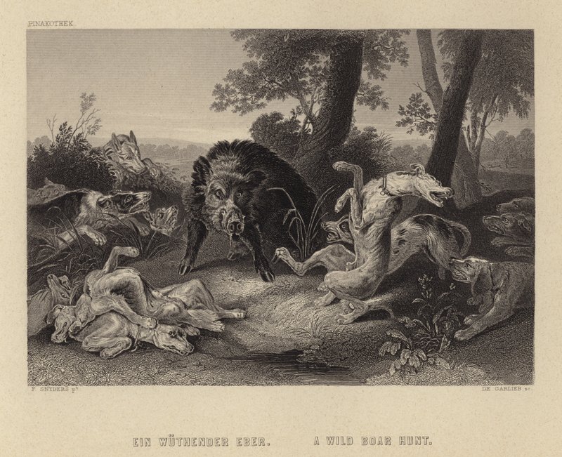 En vildsvinsjakt av Frans Snyders or Snijders