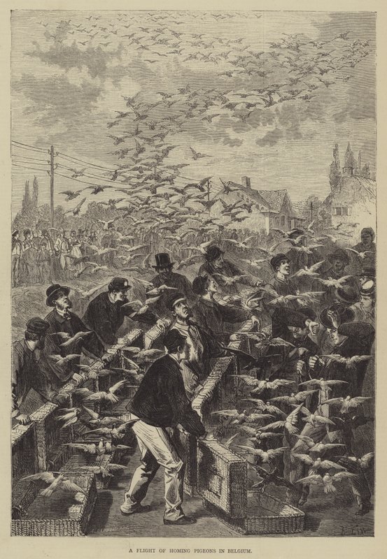 En flygning av målduvor i Belgien av Frederic Theodore Lix