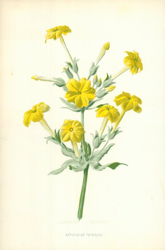 Abessinier Primrose av Frederick Edward Hulme