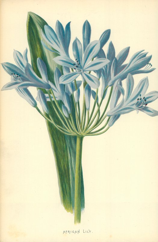 afrikansk lilja av Frederick Edward Hulme