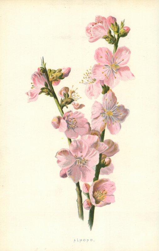 Mandel av Frederick Edward Hulme