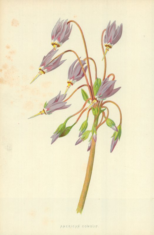 American Cowslip av Frederick Edward Hulme