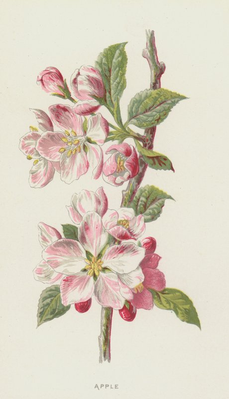 Äpple (chromolitho) av Frederick Edward Hulme