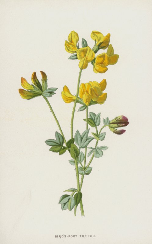 Fågelfots trefoil (chromolitho) av Frederick Edward Hulme