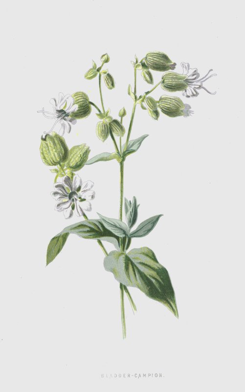 Bladder-Campion (chromolitho) av Frederick Edward Hulme